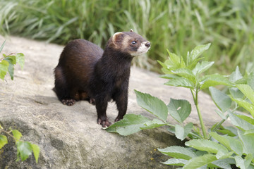 Polecat, Putorius putorius