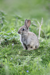 Rabbit, Oryctolagus cuniculus