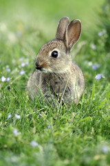 Fototapeta premium Rabbit, Oryctolagus cuniculus