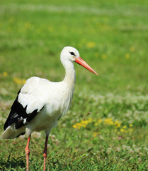Adult stork