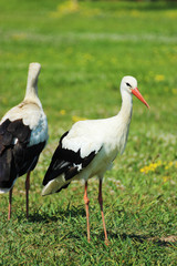 Naklejka premium Adult stork