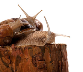 Family of snails on pine tree stump