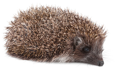 Small hedgehog in front isolated on white background