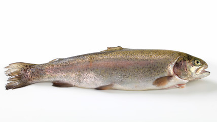 Fototapeta premium Fresh trout