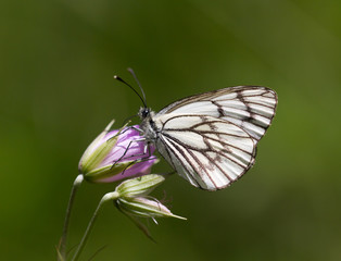 beautiful butterfly in nature