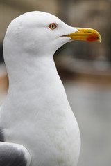 Seagull bird