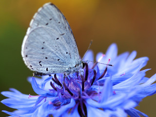 Kohlweisling auf Kornblume