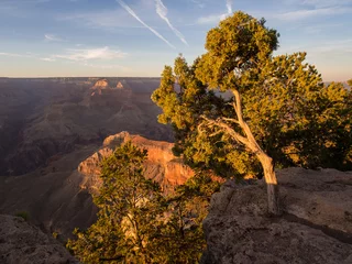 Abwaschbare Fototapete Naturpark Baum am Grand Canyon
