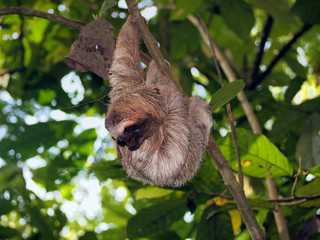 Young brown-throated sloth in tree © dam