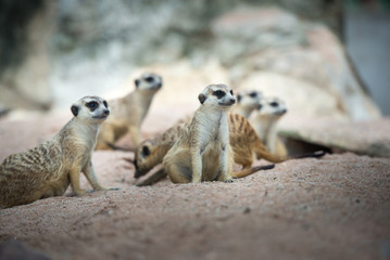 Family of Meerkats