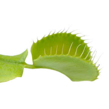 Venus Flytrap Leaf Trap on White Background