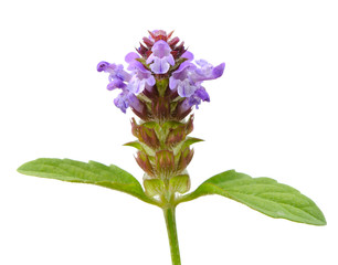 Prunella (Self-Heal) Flower on White Background