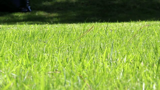 Gardening Activity - Lawn mower cutting the grass