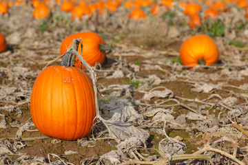 Pumpkin field with different type of pumpkin on autumn day