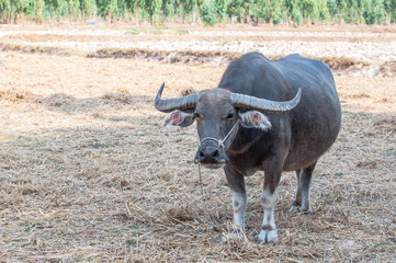 Thai Buffalo ,Thailand