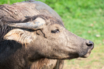 Fototapeta premium Thai Buffalo ,Thailand