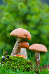 Mushrooms in the moss