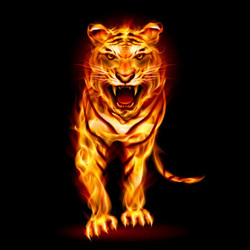 Fire tiger