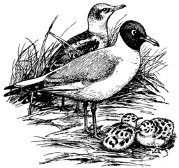 Fototapeta premium Birds Black-headed Gull