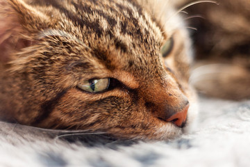 Close-up of lazy tabby cat sleeping on grey rug.