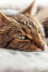 Close-up of lazy tabby cat sleeping on grey rug.