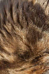 Close-up of fur of tabby cat.