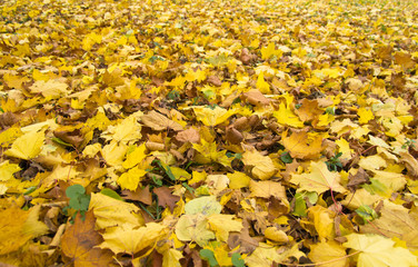 autumn leafs