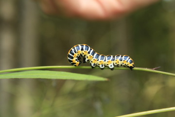 Raupe