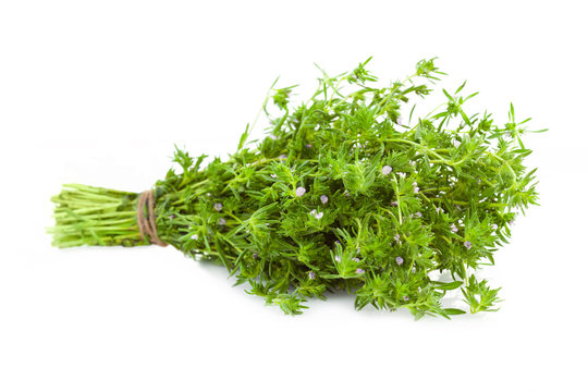 Bunch of fresh Thyme /  isolated on white