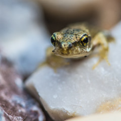 Golden Eye Froglet
