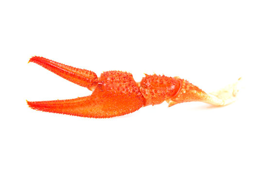from the red claw crayfish on a white background