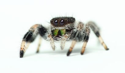 Phidippus regius Jumping Spider isolated