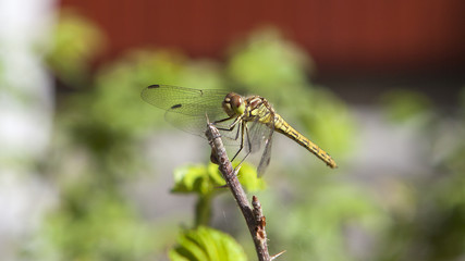 Fototapeta premium Odonata