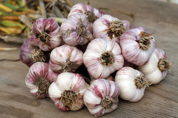 Garlic