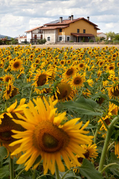 Campo de Girasoles