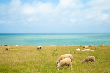Naklejka premium Sheep near the sea