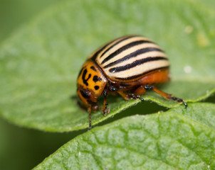 Colorado potato beetle in nature. macro