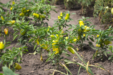 yellow pepper in the garden outdoors