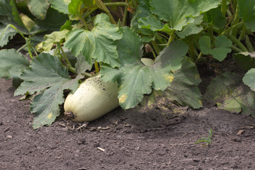 zucchini in nature