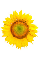 Isolated sunflower on white background