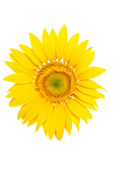 Fototapeta premium Isolated sunflower on white background