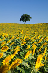 Albero solitario in un campo di girasoli