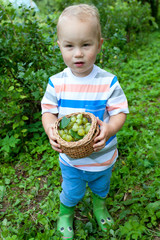 little boy picking gooseberries