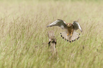 Kestrel in Flight