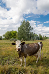 Fototapeta na wymiar Cows on pasture in Nature Outdoors
