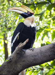 Great Horn bill on tree