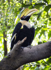 Great Horn bill on tree