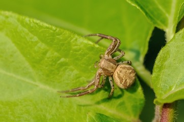 Xysticus sp.