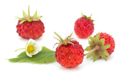 Wild strawberry isolated on white background