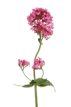 Red Valerian